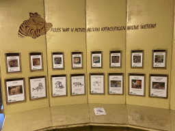Information on Felines at the Tijgerbos at the Ouwehands Dierenpark zoo