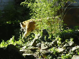 Siberian Tiger at the Tijgerbos at the Ouwehands Dierenpark zoo