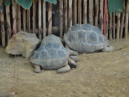 Aldabra Giant Tortoises at the Ouwehands Dierenpark zoo