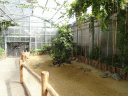 Aldabra Giant Tortoises at the Ouwehands Dierenpark zoo