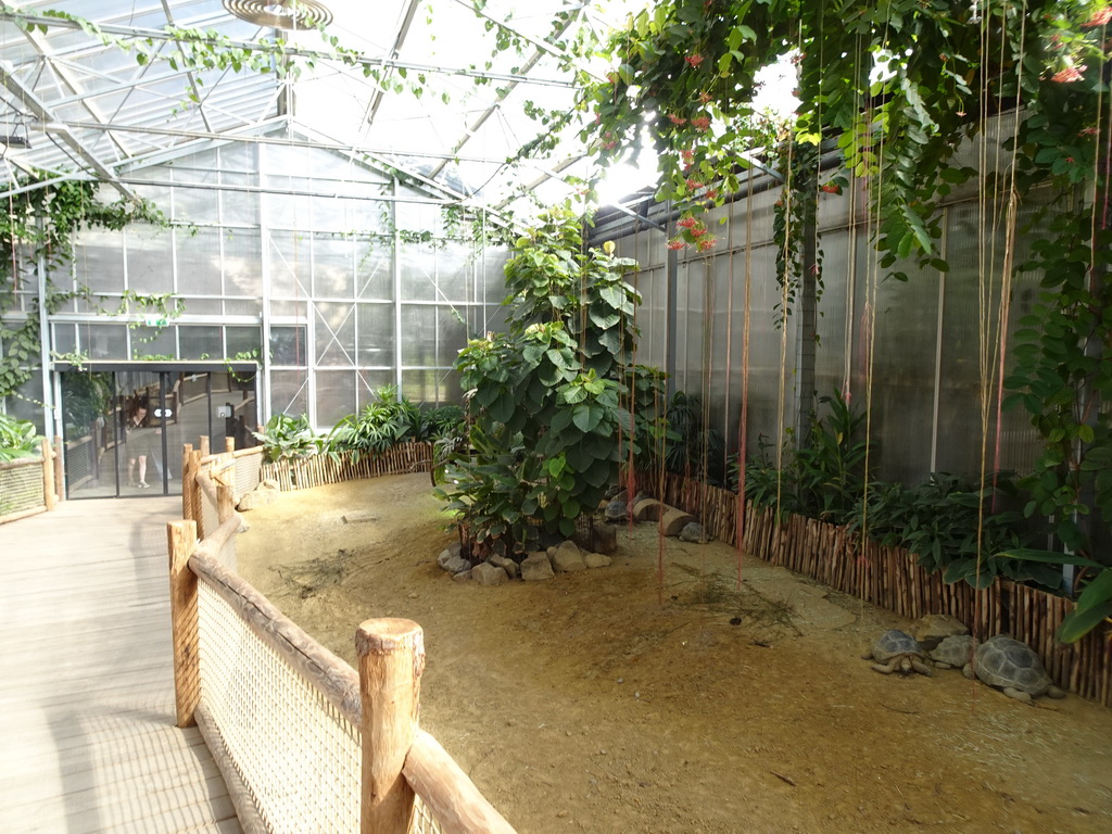 Aldabra Giant Tortoises at the Ouwehands Dierenpark zoo