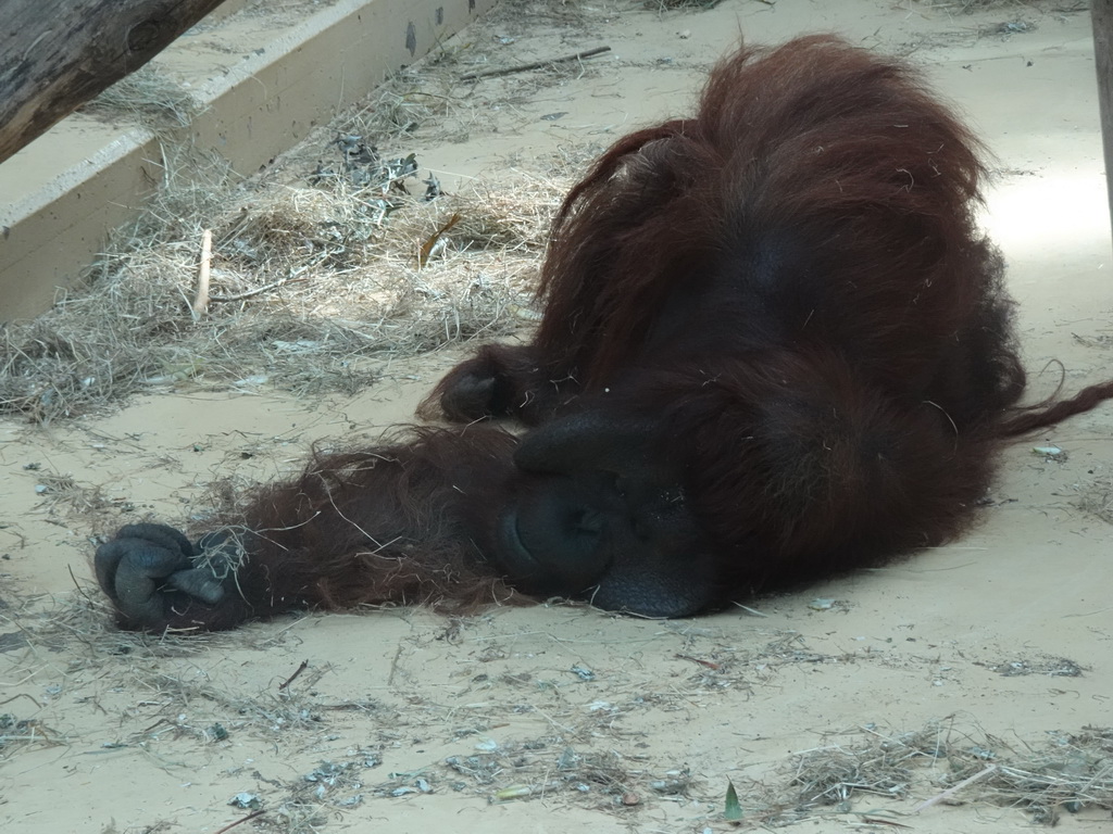 Orangutan at the Orihuis building at the Ouwehands Dierenpark zoo