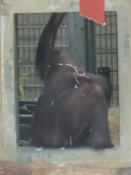 Orangutan at the Orihuis building at the Ouwehands Dierenpark zoo