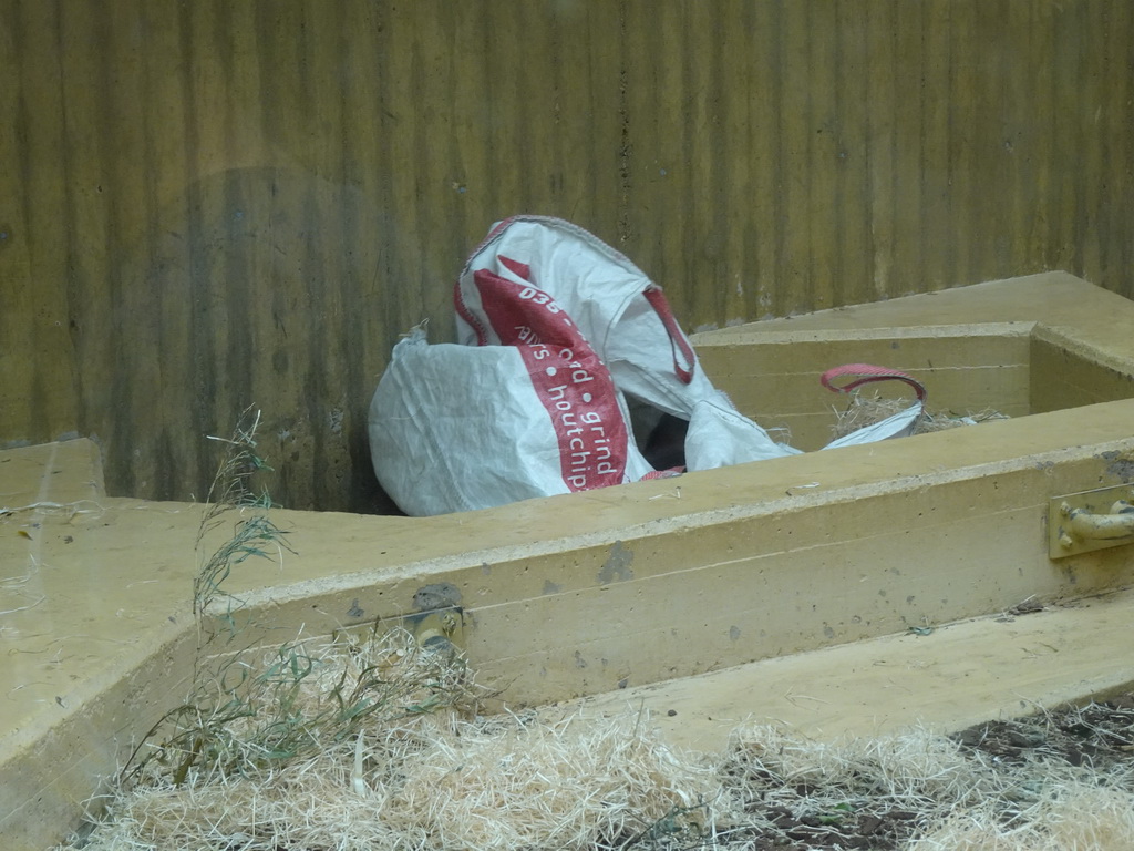 Orangutan playing with a large bag at the Orihuis building at the Ouwehands Dierenpark zoo