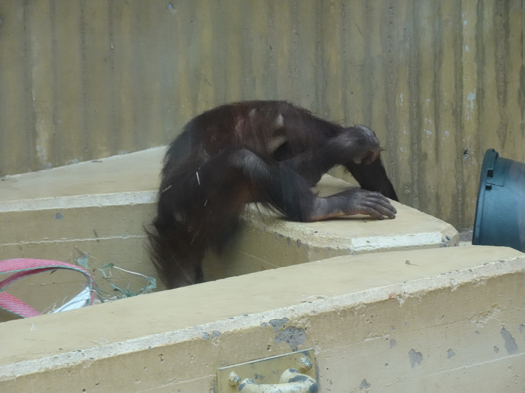 Orangutan at the Orihuis building at the Ouwehands Dierenpark zoo