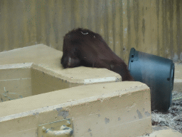 Orangutan at the Orihuis building at the Ouwehands Dierenpark zoo