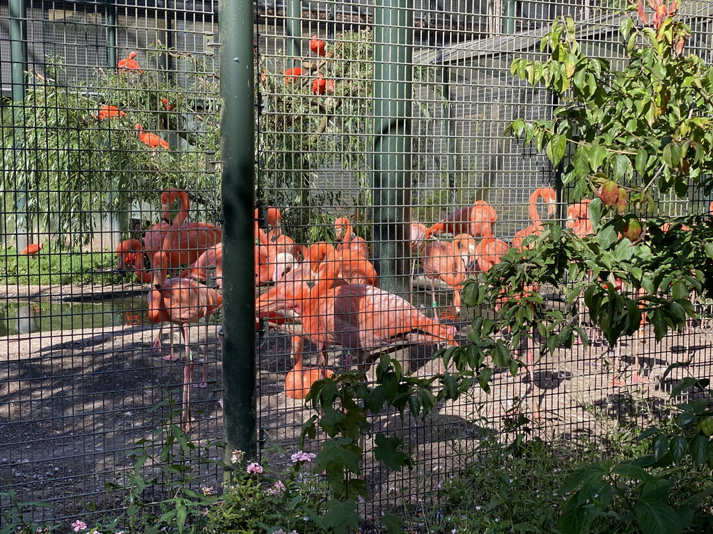 American Flamingos at the Ouwehands Dierenpark zoo