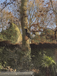 Hornbill at the Ouwehands Dierenpark zoo