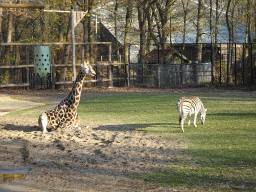 Rothschild`s Giraffe and Chapman`s Zebra at the Ouwehands Dierenpark zoo