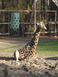 Rothschild`s Giraffe at the Ouwehands Dierenpark zoo