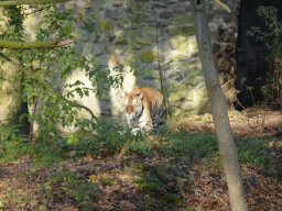 Siberian Tiger at the Ouwehands Dierenpark zoo