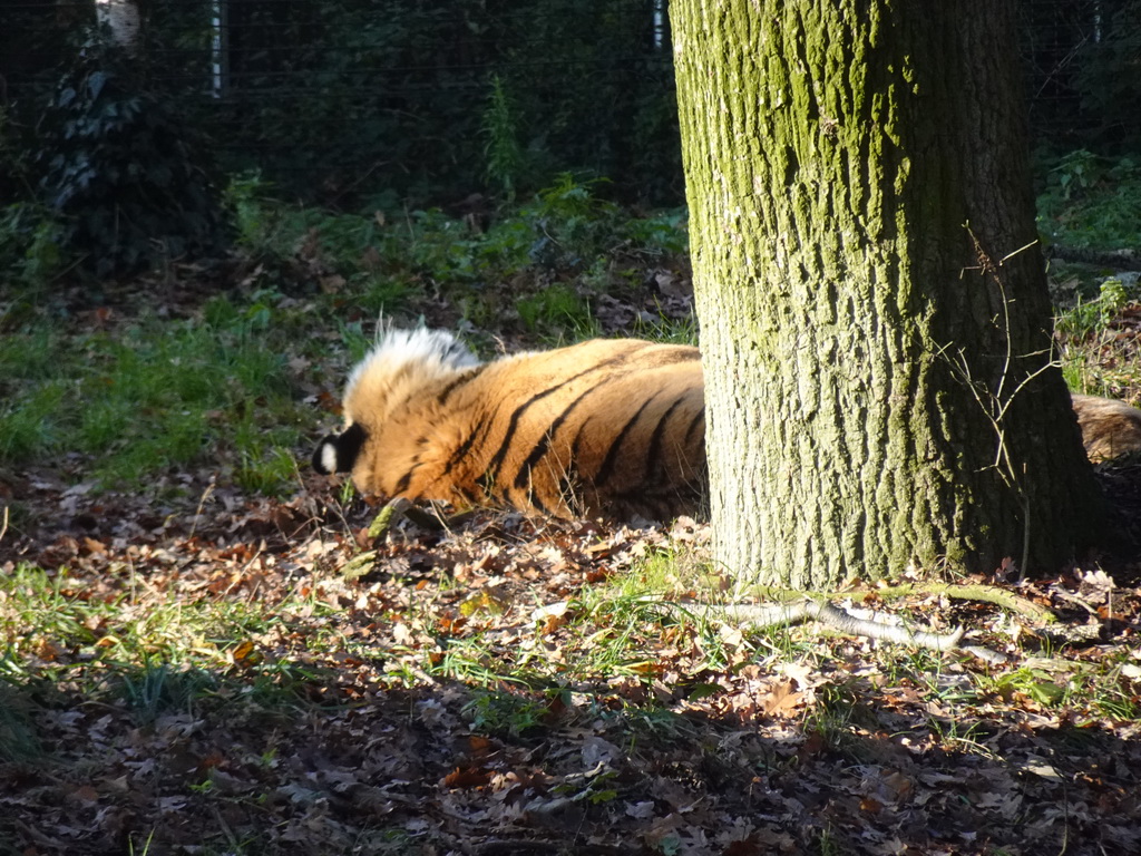 Siberian Tiger at the Ouwehands Dierenpark zoo