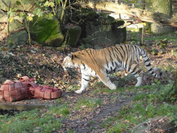 Siberian Tiger at the Ouwehands Dierenpark zoo