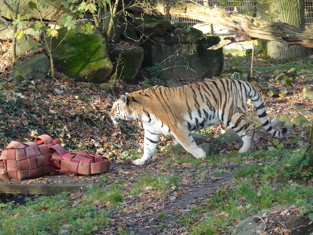 Siberian Tiger at the Ouwehands Dierenpark zoo