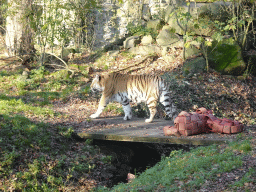 Siberian Tiger at the Ouwehands Dierenpark zoo