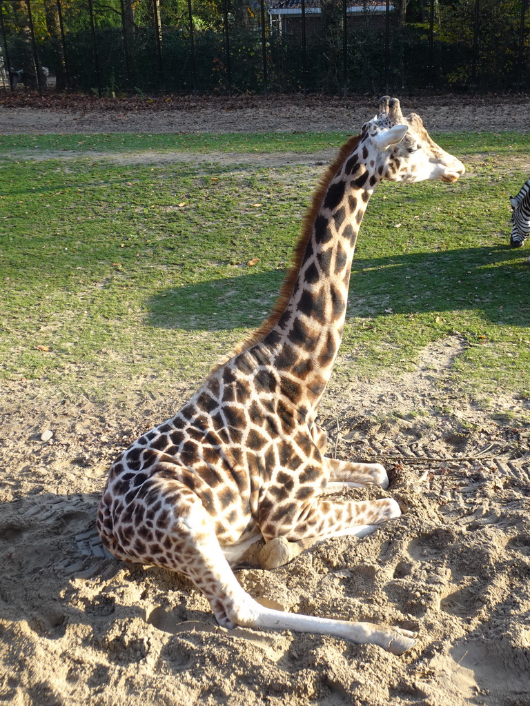 Rothschild`s Giraffe at the Ouwehands Dierenpark zoo