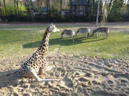 Rothschild`s Giraffe and Chapman`s Zebras at the Ouwehands Dierenpark zoo