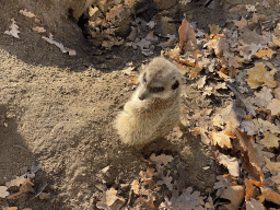 Meerkat at the Ouwehands Dierenpark zoo