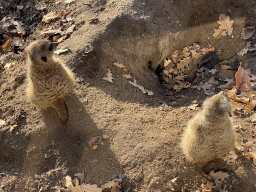 Meerkats at the Ouwehands Dierenpark zoo