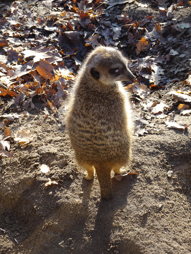 Meerkat at the Ouwehands Dierenpark zoo