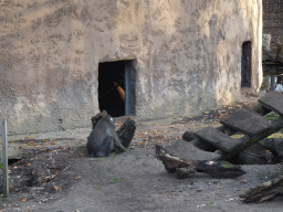 Mandrill at the Ouwehands Dierenpark zoo