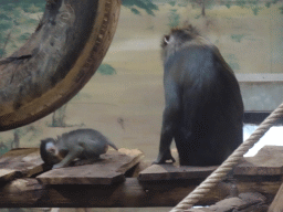 Mandrill and young Mandrill at the Ouwehands Dierenpark zoo