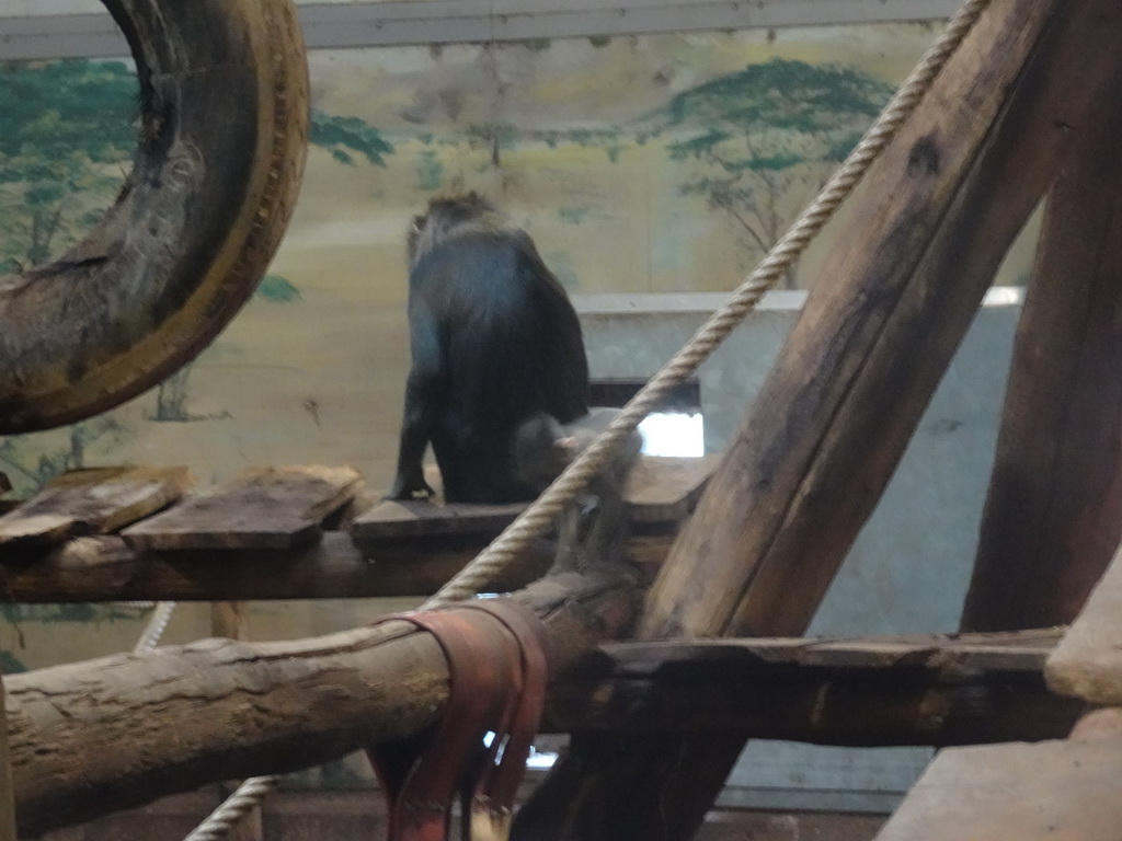 Mandrill and young Mandrill at the Ouwehands Dierenpark zoo