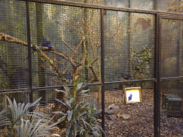 Victoria Crowned Pigeons at the Ouwehands Dierenpark zoo, with explanation