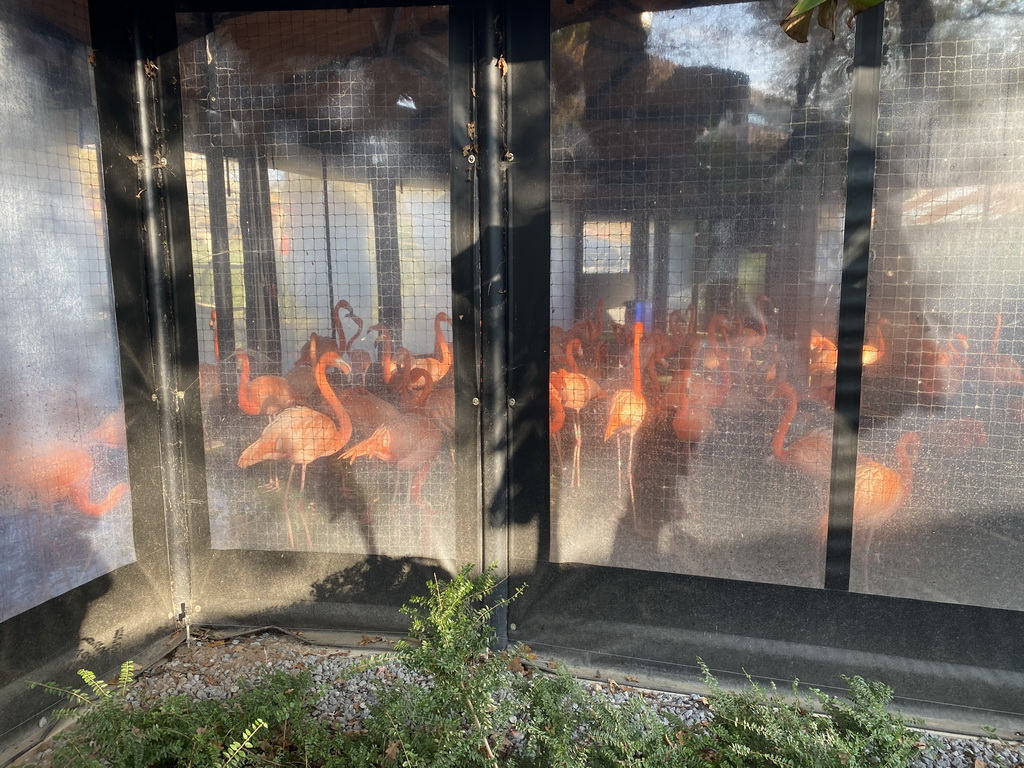 American Flamingos at the Ouwehands Dierenpark zoo