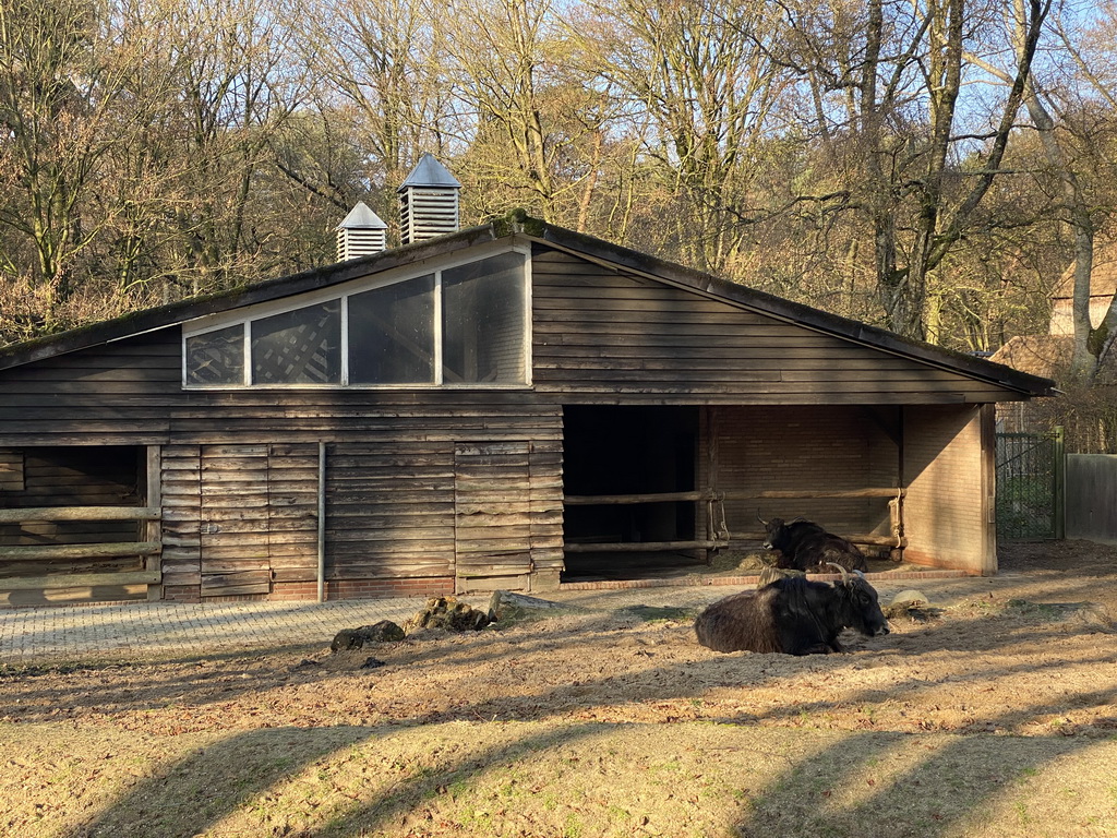 Yaks at the Ouwehands Dierenpark zoo