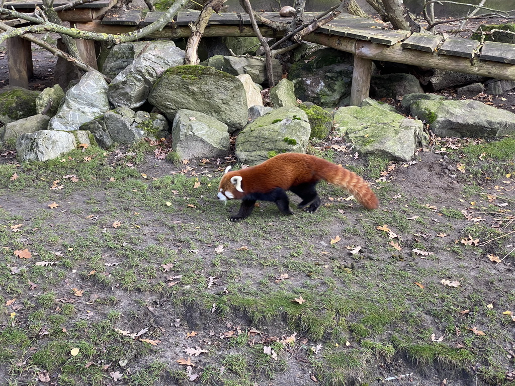 Red Panda at the Ouwehands Dierenpark zoo