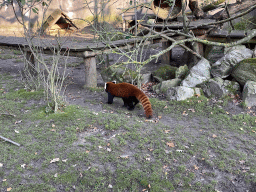 Red Panda at the Ouwehands Dierenpark zoo