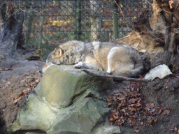 Wolf at the Berenbos Expedition at the Ouwehands Dierenpark zoo