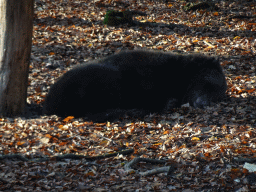 Brown Bear at the Berenbos Expedition at the Ouwehands Dierenpark zoo