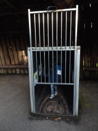 Max in a Bear cage at the Berenbos Expedition at the Ouwehands Dierenpark zoo