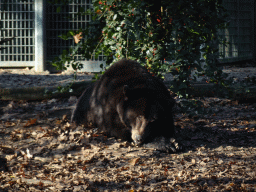 Brown Bear at the Berenbos Expedition at the Ouwehands Dierenpark zoo