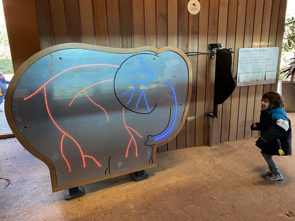 Max playing a game at the indoor enclosure of the African Elephants at the Ouwehands Dierenpark zoo