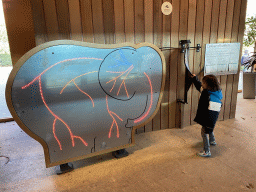 Max playing a game at the indoor enclosure of the African Elephants at the Ouwehands Dierenpark zoo