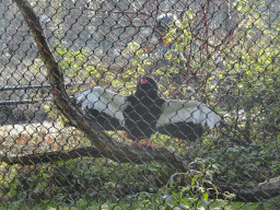 Bateleur at the Ouwehands Dierenpark zoo