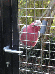 Galah at the Ouwehands Dierenpark zoo