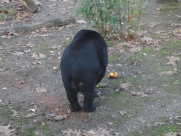 Sun Bear at the Ouwehands Dierenpark zoo