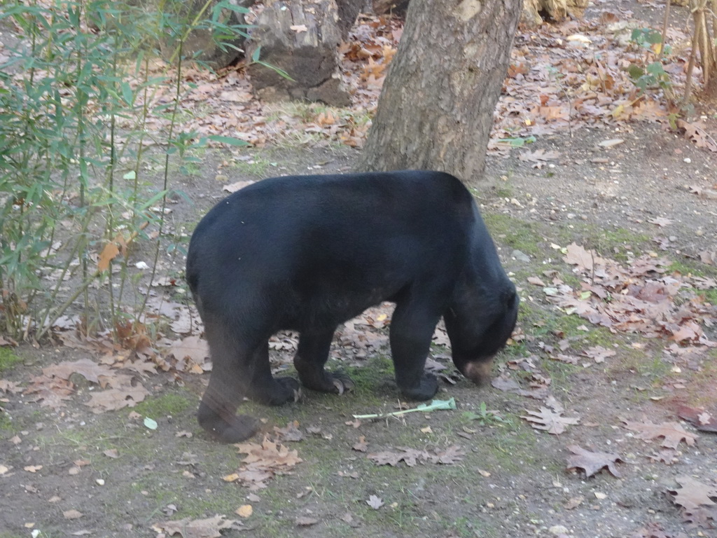 Sun Bear at the Ouwehands Dierenpark zoo