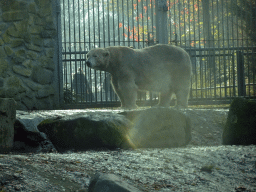 Polar Bear at the Ouwehands Dierenpark zoo