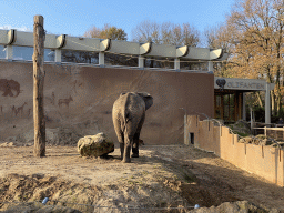 African Elephant at the Ouwehands Dierenpark zoo