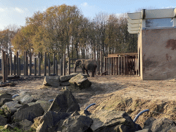 African Elephant at the Ouwehands Dierenpark zoo