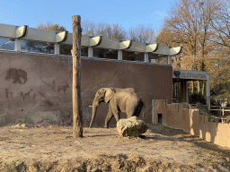 African Elephant at the Ouwehands Dierenpark zoo