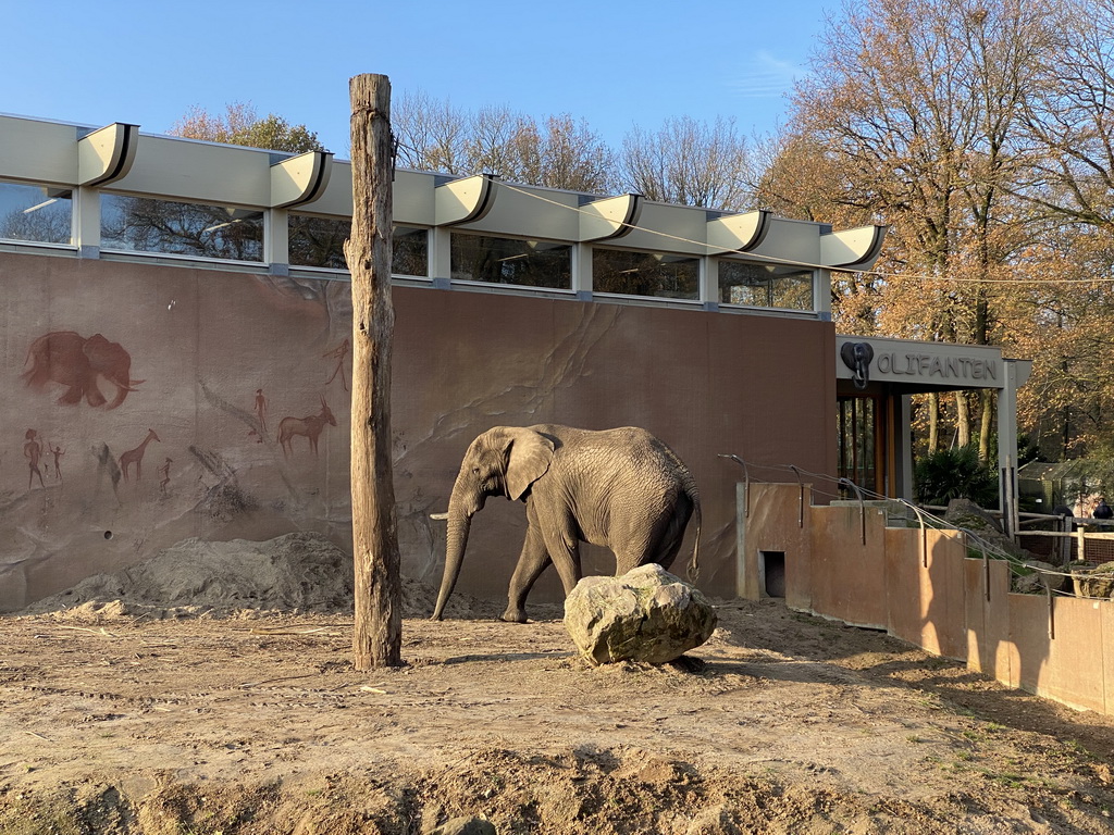 African Elephant at the Ouwehands Dierenpark zoo