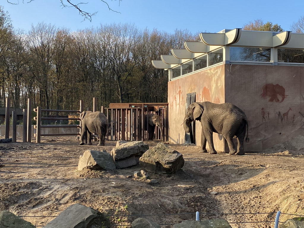 African Elephants at the Ouwehands Dierenpark zoo