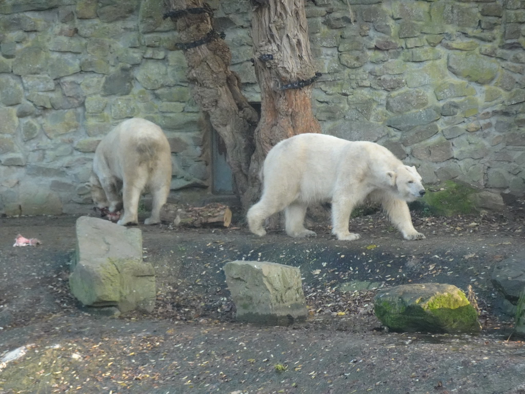 Polar Bears at the Ouwehands Dierenpark zoo