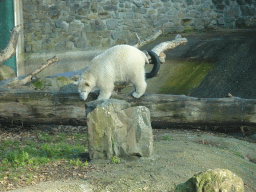 Polar Bear at the Ouwehands Dierenpark zoo